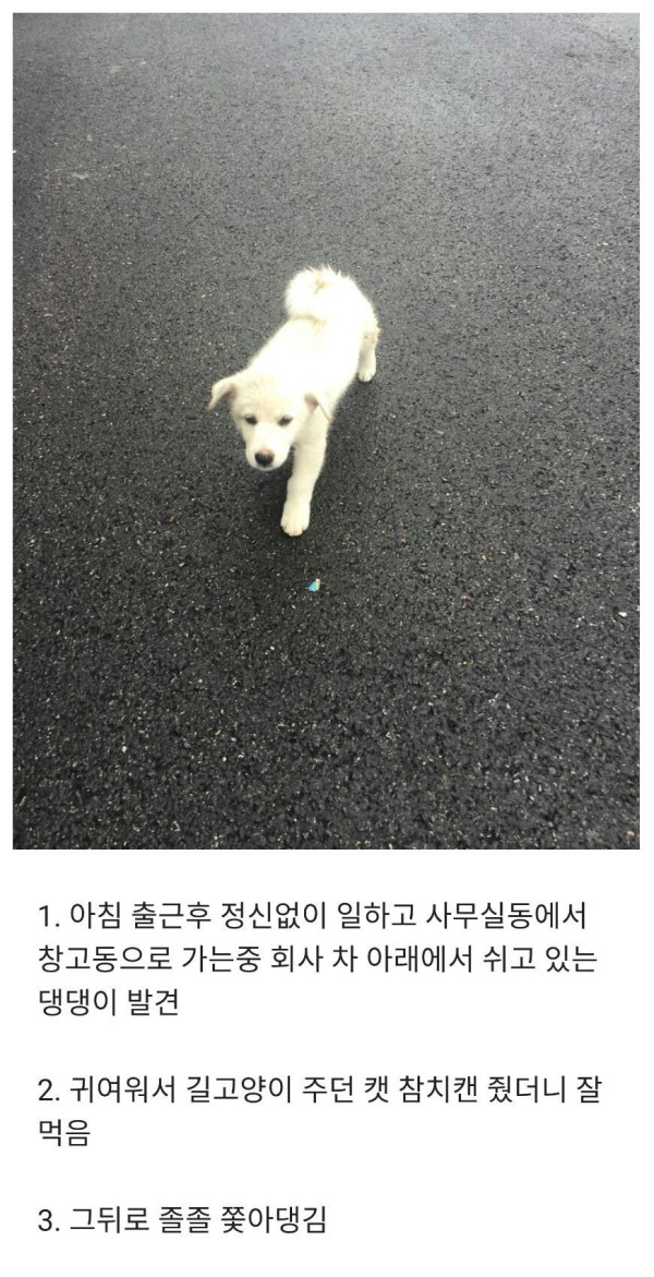 길에서 만난 댕댕이가 회사까지 따라옴